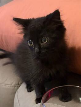 BOBBI -  Domestic Medium Hair Cat for Adoption in Fort Myers, Florida - BOBBI | PetCurious