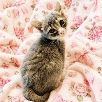 Pinky -  Domestic Short Hair Cat for Adoption in Mt. Juliet, Tennessee - Pinky | PetCurious