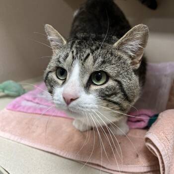Atticus -  Domestic Short Hair Cat for Adoption in Amsterdam, New York - Atticus | PetCurious