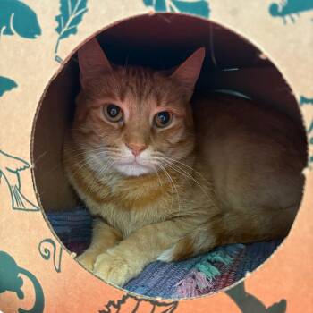 Rescue Domestic Short Hair Cats for Adoption in Fairport, New York - Mac'n'Cheese | PetCurious