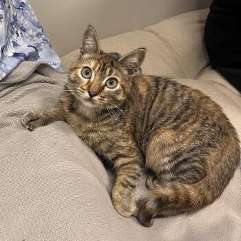 Santorini -  Domestic Short Hair Cat for Adoption in Los Angeles, California - Santorini | PetCurious