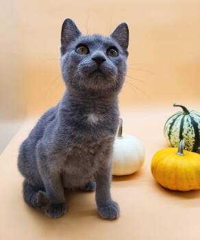 Rescue Domestic Short Hair Cats for Adoption in Springfield, Missouri - Jewel | PetCurious