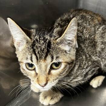 Karley -  Domestic Short Hair Cat for Adoption in Birmingham, Alabama - Karley | PetCurious