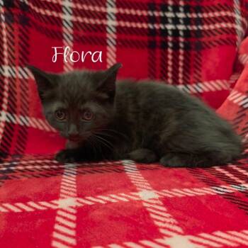 Flora -  Domestic Short Hair Cat for Adoption in Parkersburg, West Virginia - Flora | PetCurious