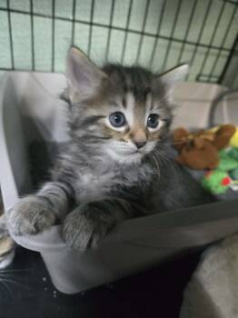 Tabby Cats Available for Adoption in Cut Bank, Montana - Amos | PetCurious