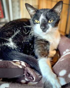 Domestic Short Hair Cats Available for Adoption - Arya | PetCurious