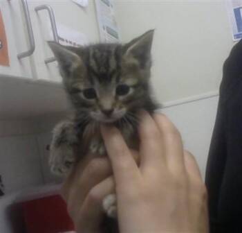 PIXIE -  Domestic Short Hair Cat for Adoption in Albuquerque, New Mexico - PIXIE | PetCurious