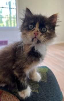Sassy -  Calico Cat for Adoption in Sanford, Florida - Sassy | PetCurious