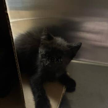 Fiesta -  Domestic Short Hair Cat for Adoption in Windsor, Virginia - Fiesta | PetCurious