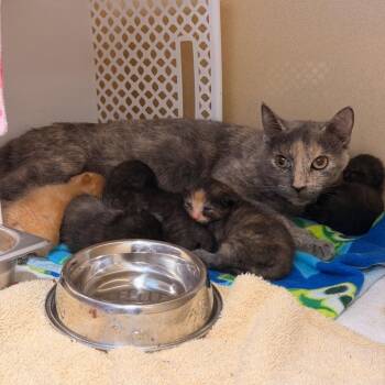 Rebecca -  Domestic Short Hair Cat for Adoption in Binghamton, New York - Rebecca | PetCurious