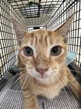 Rescue Domestic Short Hair Cats for Adoption in Fort Lauderdale, Florida - CANDY CORN | PetCurious