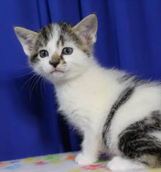Ernie -  Domestic Short Hair Cat for Adoption in Reynoldsburg, Ohio - Ernie | PetCurious