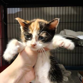 Domestic Short Hair Cats Available for Adoption in New Orleans, Louisiana - Meeps | PetCurious