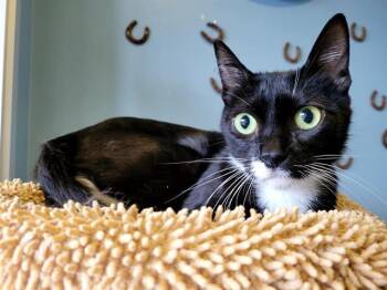 NORI -  Domestic Short Hair Cat for Adoption in Santa Clara, California - NORI | PetCurious