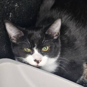Domestic Short Hair Cats Available for Adoption - Ebony | PetCurious