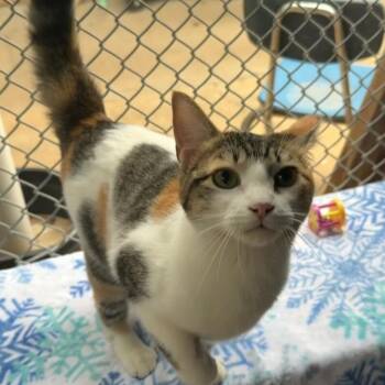 Stephanie AKA Steffie -  Domestic Short Hair Cat Available for Adoption in Alexandria, Louisiana - Stephanie AKA Steffie | PetCurious