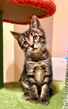 Hank -  Domestic Short Hair Cat for Adoption in Kansas City, Missouri - Hank | PetCurious