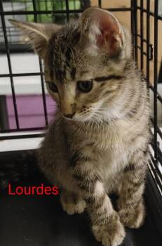 Lourdes -  Domestic Short Hair Cat for Adoption in Shawnee, Kansas - Lourdes | PetCurious