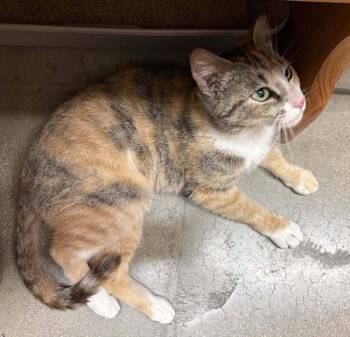 Snickers -  Domestic Medium Hair Cat for Adoption in Breinigsville, Pennsylvania - Snickers | PetCurious