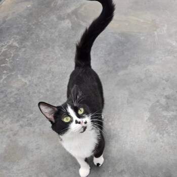 Felicity -  Domestic Short Hair Cat Available for Adoption in Fairmont, West Virginia - Felicity | PetCurious