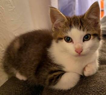 Weasley -  Tabby Cat for Adoption in Beckley, West Virginia - Weasley | PetCurious