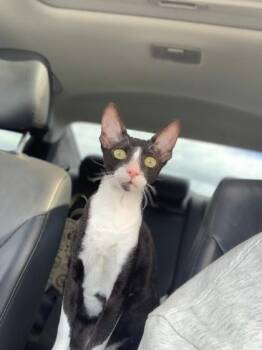 Cornish Rex and Domestic Short Hair Cats Available for Adoption in Montreal, Quebec - Arlo | PetCurious