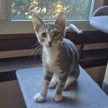 Rockie -  Domestic Short Hair Cat for Adoption in Saint Paul, Minnesota - Rockie | PetCurious
