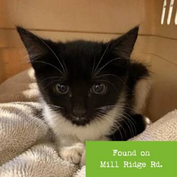 Sparky -  Domestic Short Hair Cat for Adoption in Lynchburg, Virginia - Sparky | PetCurious
