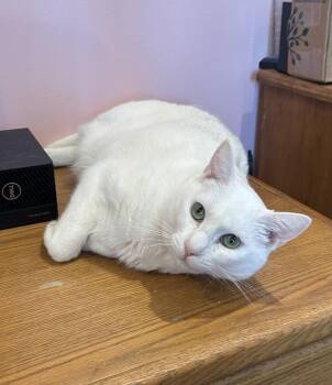 Megan (formally Pearl & Vinaigrette) -  American Shorthair Cat for Adoption in Gardena, California - Megan (formally Pearl & Vinaigrette) | PetCurious