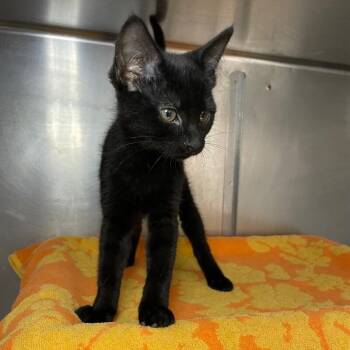 Laika -  Domestic Short Hair Cat for Adoption in Roanoke, Virginia - Laika | PetCurious
