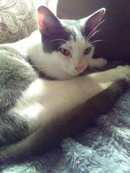 Rescue Domestic Short Hair Cats for Adoption in Monterey, Virginia - Boomer | PetCurious