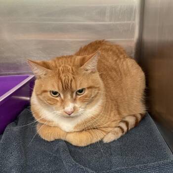 Domestic Short Hair Cats Available for Adoption in Port Charlotte, Florida - Sunny | PetCurious