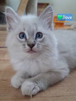 Maine Coon and Domestic Long Hair Cats Available for Adoption in Yorba Linda, California - ADOPTION EVENT, Saturday 5-30 | PetCurious