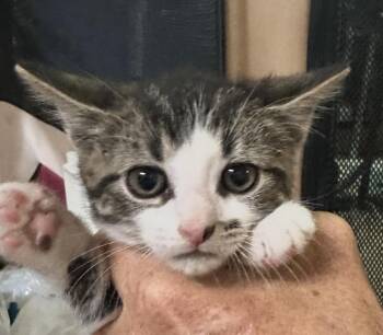 Charlote -  Domestic Short Hair Cat for Adoption in Ben Avon, Pennsylvania - Charlote | PetCurious