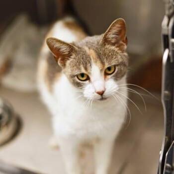 Domestic Short Hair Cats Available for Adoption - Celeste | PetCurious