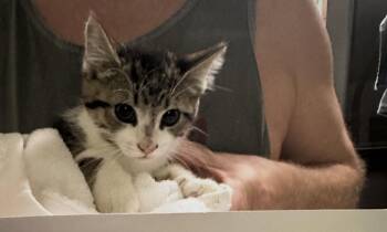 Austin -  Domestic Short Hair Cat for Adoption in Ben Avon, Pennsylvania - Austin | PetCurious