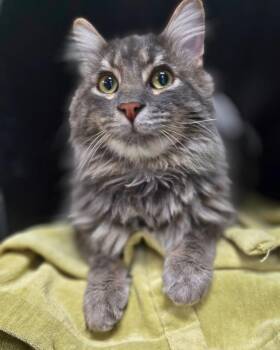 Domestic Long Hair and Domestic Medium Hair Cats Available for Adoption - Earl Grey | PetCurious