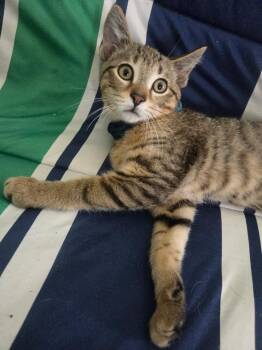 Zoomer -  Domestic Short Hair Cat for Adoption in Mokena, Illinois - Zoomer | PetCurious