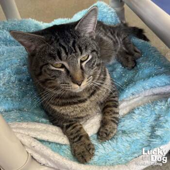 Domestic Short Hair and Tabby Cats Available for Adoption in Washington, District Of Columbia - Mufasa | PetCurious