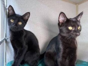Dayzee and Kayzee -  Domestic Short Hair Cat for Adoption in Sharpsville, Pennsylvania - Dayzee And Kayzee | PetCurious