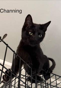 Channing -  Domestic Short Hair Cat for Adoption in Zimmerman, Minnesota - Channing | PetCurious