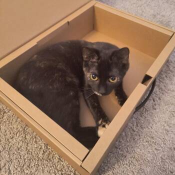 Domestic Short Hair Cats Available for Adoption - Fiona | PetCurious