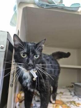 Domestic Short Hair Cats Available for Adoption - Dory | PetCurious