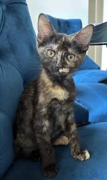 Baby Gucci -  Domestic Short Hair and Tortoiseshell Cat for Adoption in Frisco, Texas - Baby Gucci | PetCurious