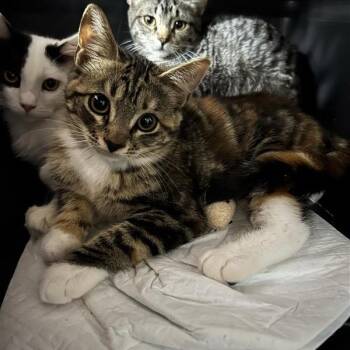 Lays -  Domestic Short Hair Cat for Adoption in Salt Lake City, Utah - Lays | PetCurious