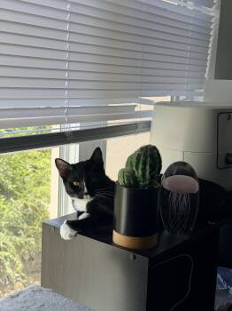 Bean -  Domestic Short Hair Cat for Adoption in Davis, California - Bean | PetCurious