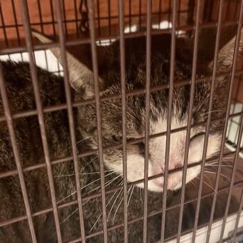Sopa -  Domestic Short Hair Cat for Adoption in Philadelphia, Pennsylvania - Sopa | PetCurious