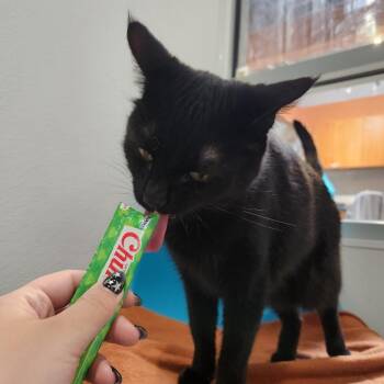 Gypsum -  Domestic Short Hair Cat for Adoption in Murray, Utah - Gypsum | PetCurious
