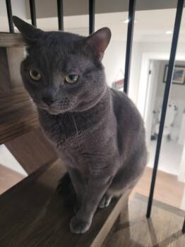 Puddles -  Domestic Short Hair Cat for Adoption in Georgina, Ontario - Puddles | PetCurious