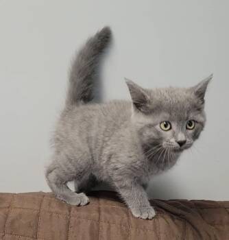 Domestic Short Hair Cats Available for Adoption in Sandusky, Ohio - Goose | PetCurious